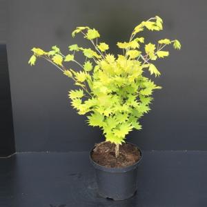 Japanse esdoorn (Acer shirasawanum "Aureum") heester