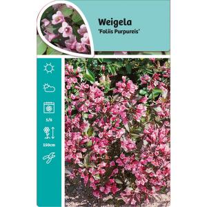 Weigela Florida Foliis Purpureis