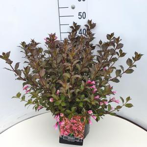 Weigela Florida Foliis Purpureis