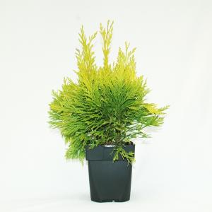 Reuzenlevensboom (Thuja plicata "4ever Goldy") conifeer
