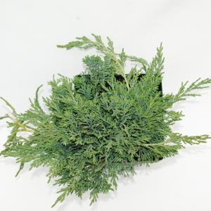 Kruipende jeneverbes (Juniperus horizontalis "Ice Blue") conifeer