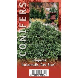 Kruipende jeneverbes (Juniperus horizontalis "Ice Blue") conifeer