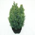 Schijncipres (Chamaecyparis lawsoniana "Snow White") conifeer