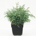 Schijncipres (Chamaecyparis pisifera "Baby Blue") conifeer