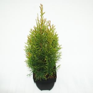 Westerse levensboom (Thuja occidentalis "Smaragd") conifeer