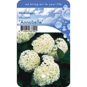 Hydrangea Arborescens "Annabelle" sneeuwbalhortensia