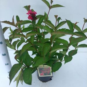 Weigela Bristol Ruby