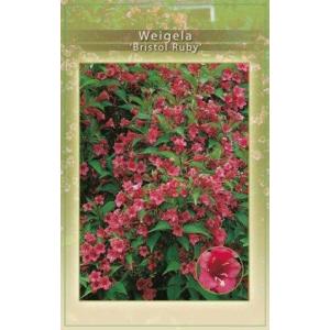 Weigela Bristol Ruby