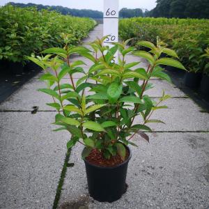 Weigela Bristol Ruby