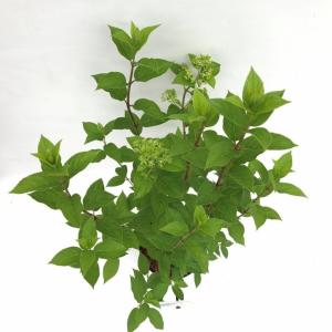 Hydrangea Paniculata "Limelight"® pluimhortensia