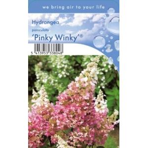 Hydrangea Paniculata "Pinky Winky"® pluimhortensia