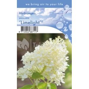 Hydrangea Paniculata "Limelight"® pluimhortensia