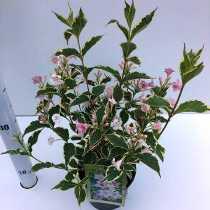 Weigela Florida Nana Variegata