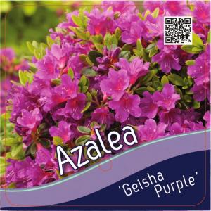 Rododendron (Rhododendron Japonica "Geisha Purple") heester
