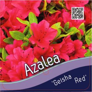 Rododendron (Rhododendron Japonica "Geisha Red") heester