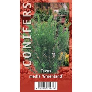 Taxus (Taxus media "Groenland") conifeer