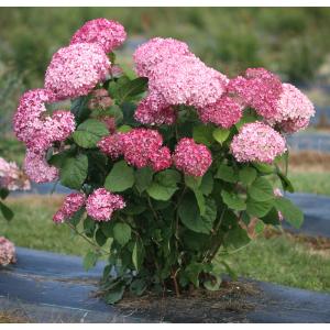 Hydrangea Arborescens "Pink Annabelle"® sneeuwbalhortensia