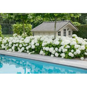 Hydrangea Arborescens "Strong Annabelle"® sneeuwbalhortensia