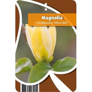 Magnolia Brooklynensis Yellow Bird