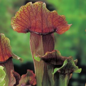 Oranjebruine trompetbekerplant (Sarracenia “Maroon”) moerasplant (6-stuks)