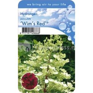 Hydrangea Paniculata "Wim's Red"® pluimhortensia