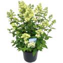 Hydrangea Paniculata "Bombshell"® pluimhortensia