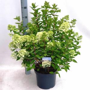 Hydrangea Paniculata "Bombshell"® pluimhortensia