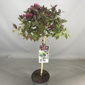 Weigela Florida Minor Black op stam