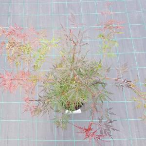 Japanse esdoorn (Acer palmatum "Firecracker") heester
