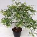 Japanse esdoorn (Acer palmatum "Dissectum") heester