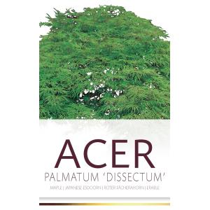 Japanse esdoorn (Acer palmatum "Dissectum") heester