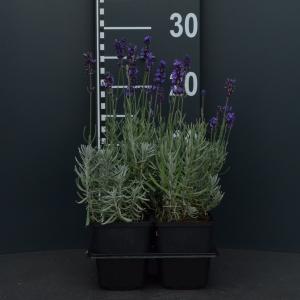 Lavendel (lavandula angustifolia "Hidcote") bodembedekker