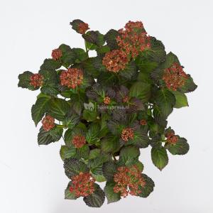 Hydrangea Macrophylla "Hovaria Mirai" boerenhortensia