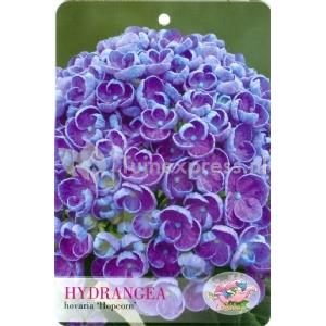 Hydrangea Macrophylla "Hovaria Hopcorn" boerenhortensia