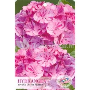 Hydrangea Macrophylla "Hovaria Sweet Fantasy" boerenhortensia