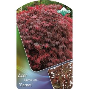 Japanse esdoorn op stam (Acer palmatum "Garnet") heester