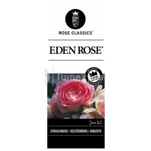 Rozenstruik Eden Rose