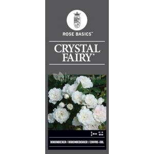 Bodembedekkende rozen Crystal Fairy