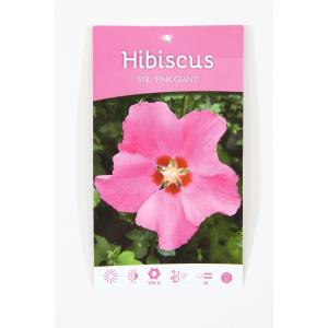 Hibiscus struik Pink Giant