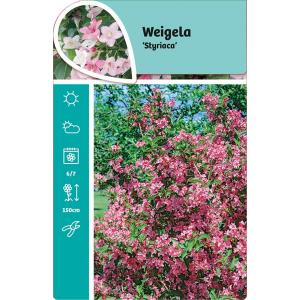 Weigela Styriaca