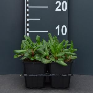 Duizendknoop (persicaria affinis) bodembedekker