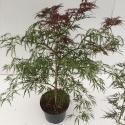 Japanse esdoorn (Acer palmatum "Ornatum") heester