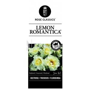 Rozenstruik Lemon Romantica