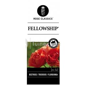 Rozenstruik Fellowship