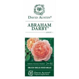 Engelse klimroos Abraham Darby