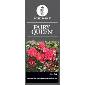 Rozen op stam Fairy Queen