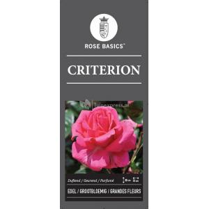 Rozen op stam Criterion