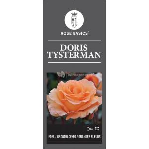 Rozen op stam Doris Tijsterman