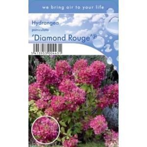 Hydrangea Paniculata "Diamond Rouge"® pluimhortensia