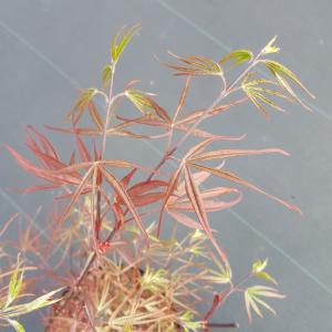 Japanse esdoorn (Acer Palmatum "Atrolineare")